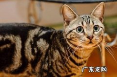 关于猫掉毛的三个原因剖析