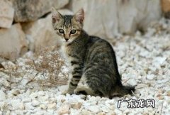 经过猫咪三个行为了解他们的心里