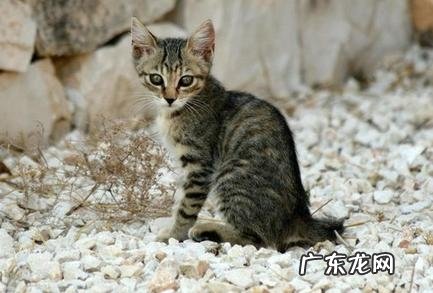 经过猫咪三个行为了解他们的心里