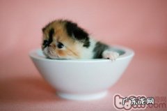 猫咪IQ指数大检验