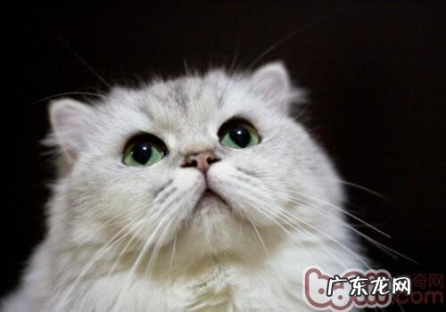 金吉拉猫的喂养关键