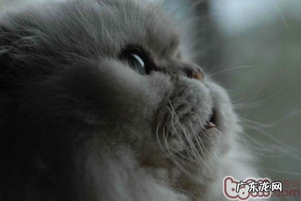 怎么选择金吉拉猫