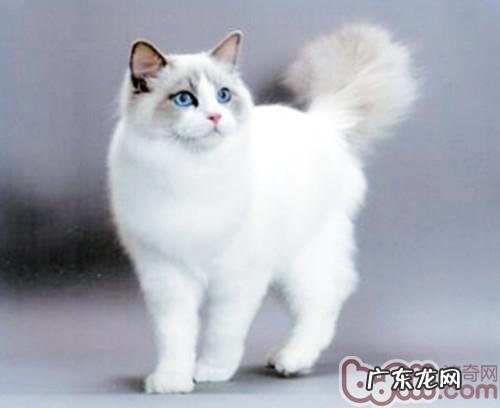 布偶猫的养殖方法