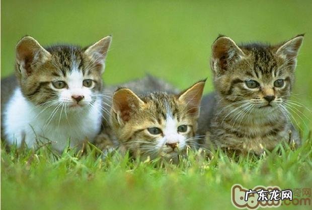 怎么一起养殖几只猫