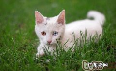 形成猫咪远离你的8大错误行为