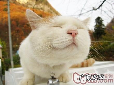 爱猫人士常犯十种过错