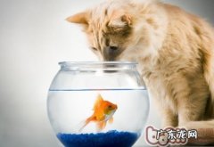 让猫咪安全吃鱼的三个好方法