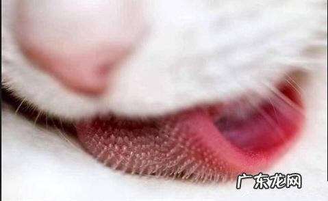 带你知道猫咪舌头的隐秘
