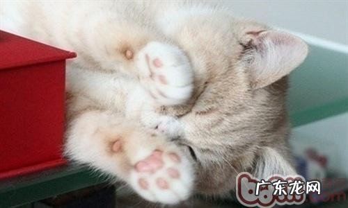 测验你家猫到底有多爱你