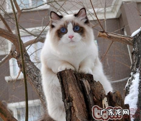 测验猫咪对你的信赖度有多少