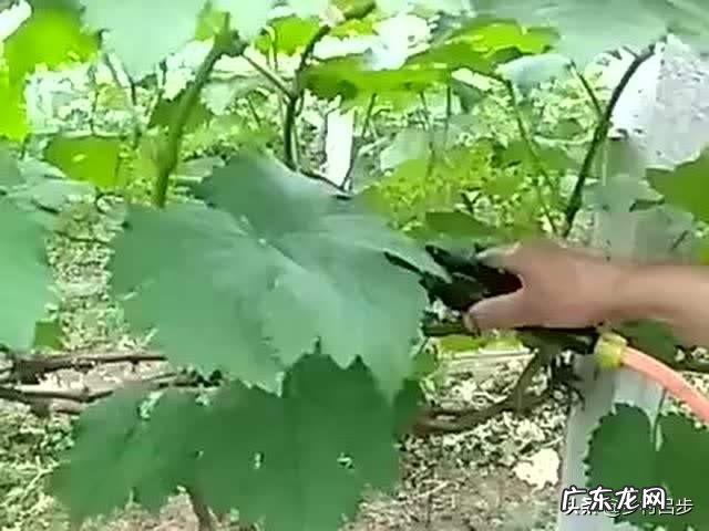 维多利亚葡萄粒怎样膨大拉长?