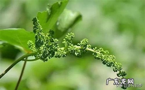 维多利亚葡萄粒怎样膨大拉长?