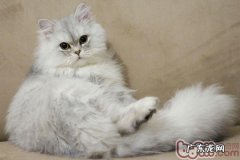 金吉拉猫的美容