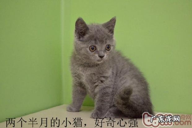 从猫咪牙齿计算猫咪年纪