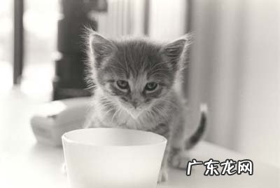 12个问题测验你是否是个胜任猫奴