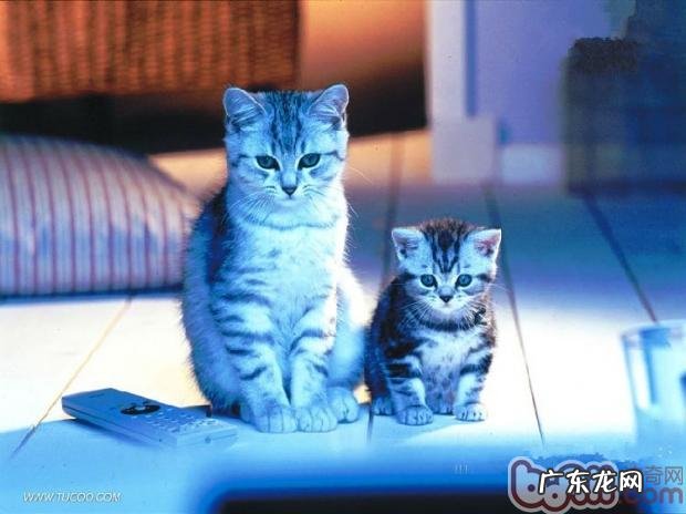 5个方面选择最适合你家的猫粮