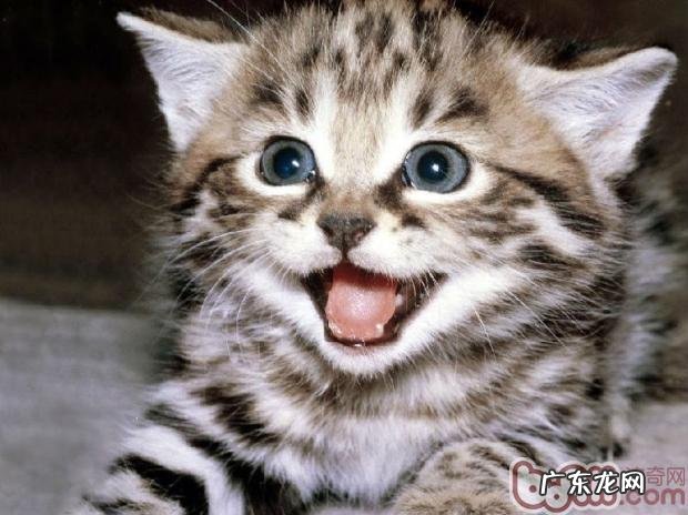 日子中猫薄荷的妙用