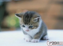 吃什么让幼猫健康的生长