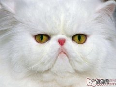 波斯猫的遗传疾病
