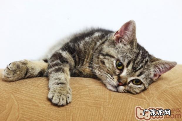 剖析猫咪的七大习性