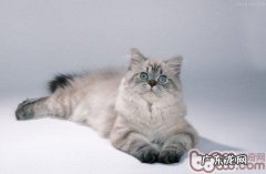 猫咪泪痕的常见处理办法