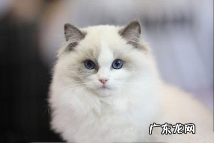 两款家庭克己开胃猫饭