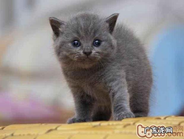 怎么正确喂食幼猫