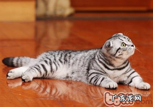 照料好晚年猫的三大原则