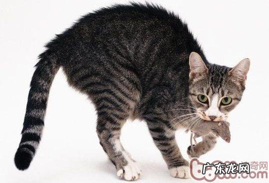 猫咪惊骇时分会有什么体现