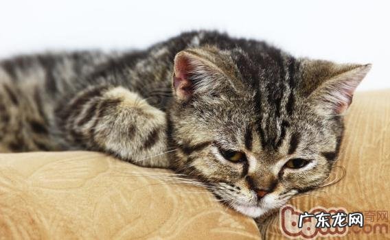 怎样区别美短和狸花猫