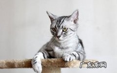 猫咪是室友，千万不能打！