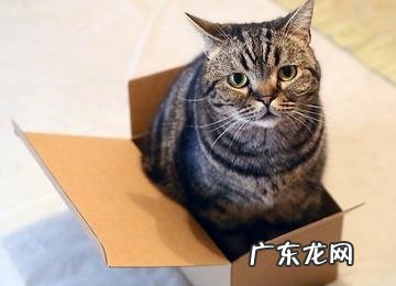 猫咪为什么喜爱被人抚摸