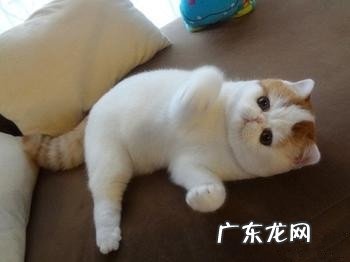 猫咪的压力来源于哪些方面