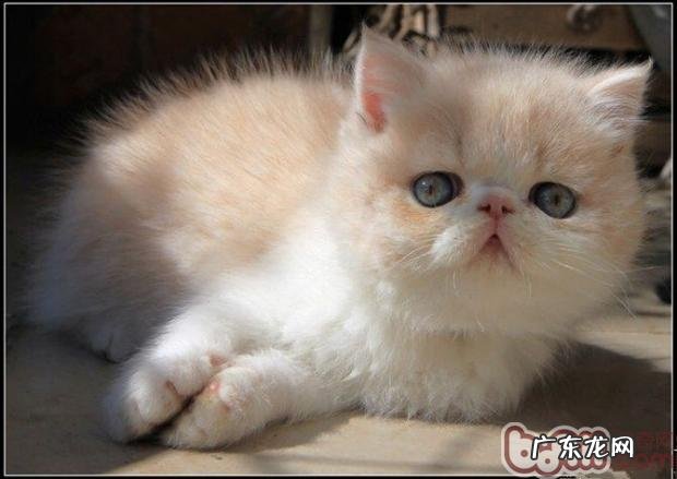 怎么安全的让猫咪单独在家