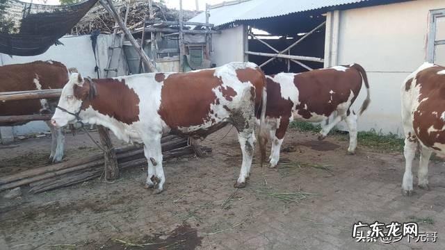 怀孕母牛能用多少克番泻叶