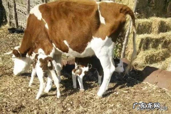 怀孕母牛能用多少克番泻叶
