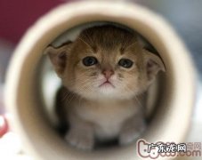 怎么避免猫咪发生意外事故