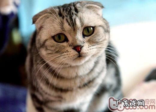 怎么让新老猫咪很快共处好
