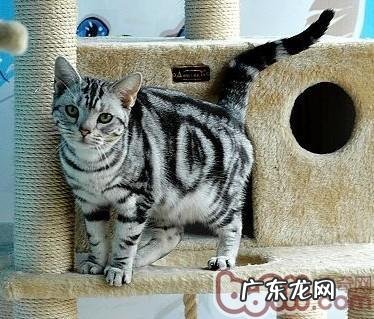 猫咪在吃这些食物的时分要注意