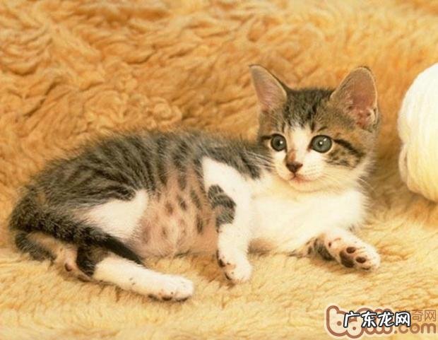 幼猫对猫粮有什么特别的养分需求