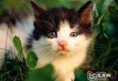 教你怎么依据猫咪花样起名字