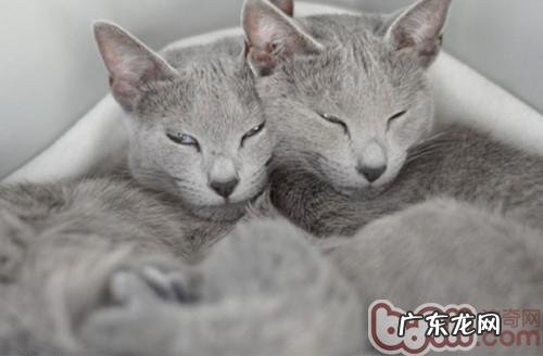 怎样为俄罗斯蓝猫整理毛发