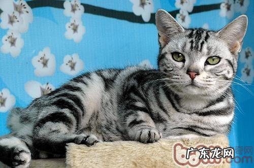 整理猫咪耳朵要注意什么