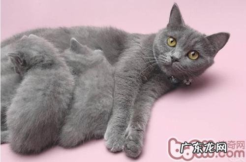 养殖宠物猫会呈现哪些误区