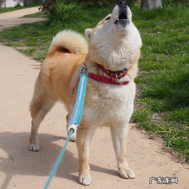 减肥药真的可以安全瘦下来吗?