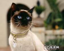 刚出生的小猫怎样喂食