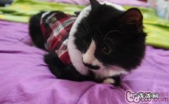 猫咪在冬天遇到的几大问题