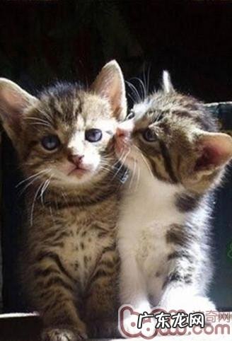 家有新宠猫咪 新欢旧爱怎么共处