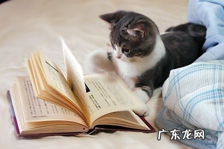 教你怎样选择猫玩具