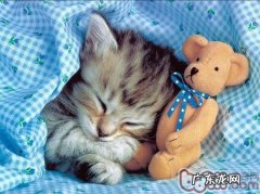 猫咪行为误区小百科